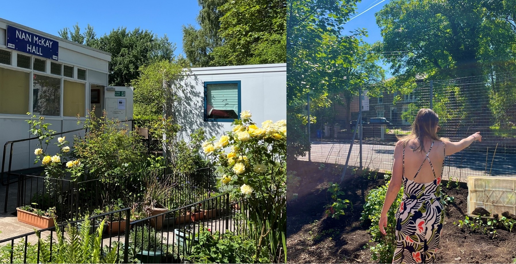 Collage of two images. Image on the left shows a green garden with yellow roses and in the background the Nan McKay Community Hall. Image on the right shows a person standing in the garden pointing at something in the distance.